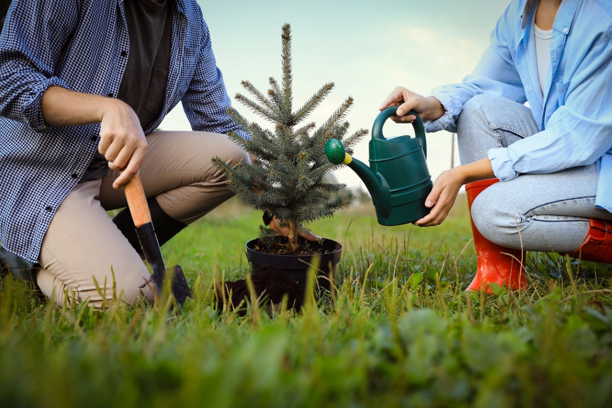 Cómo Preparar tu Jardín para Replantar un Abeto de Navidad en Maceta