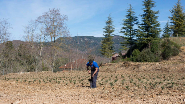 Plantación y cuidado inicial