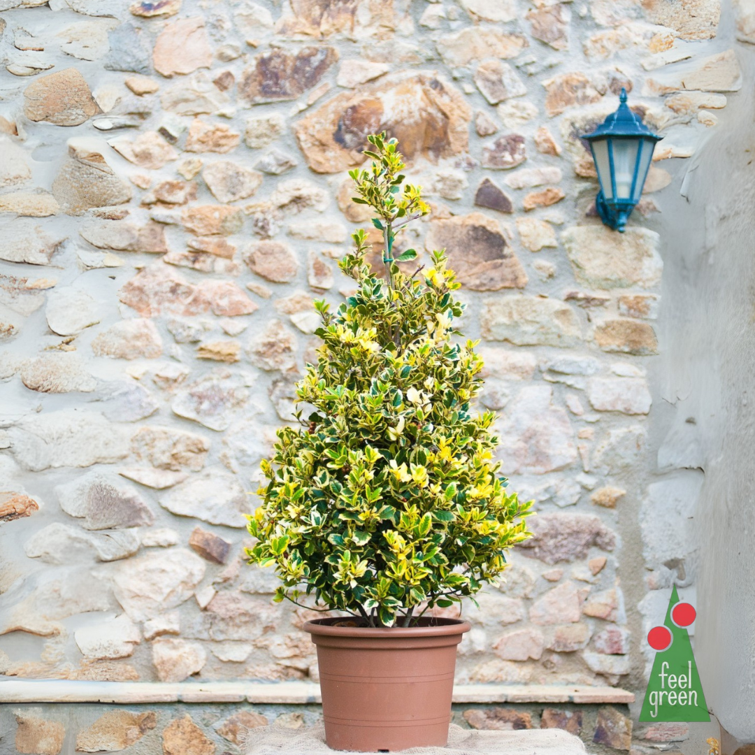 Ilex Aquifolium Madame Briot