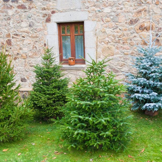 ¿Qué abeto de Navidad elijo?