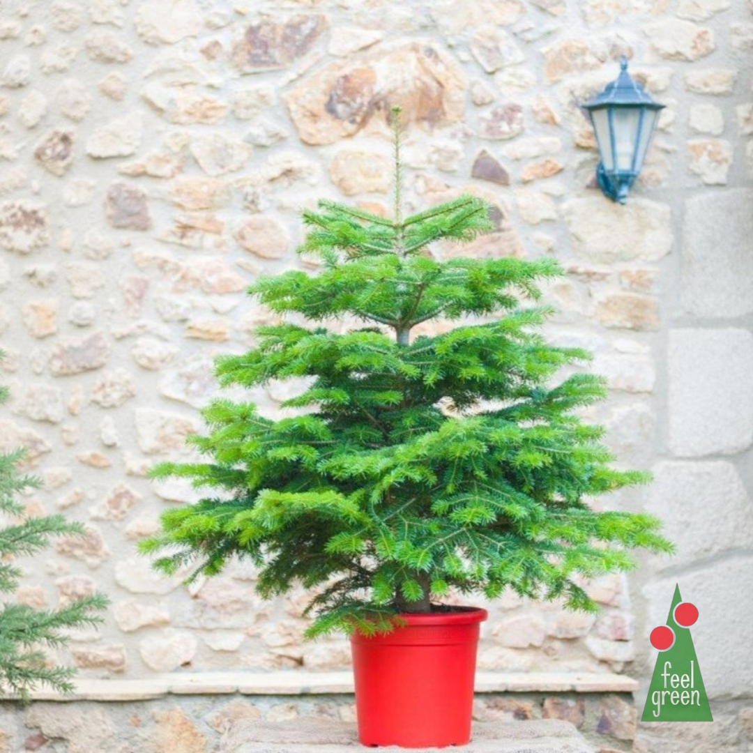 Abies Nordmanniana