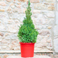 Picea Glauca Conica