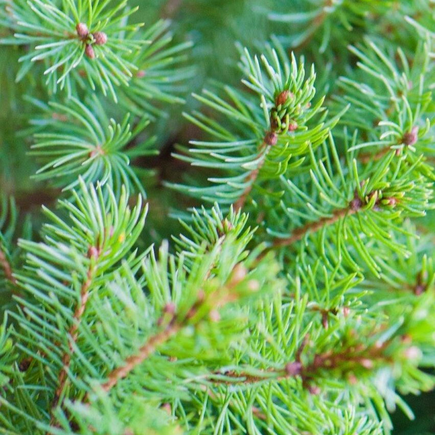 Picea Glauca Conica
