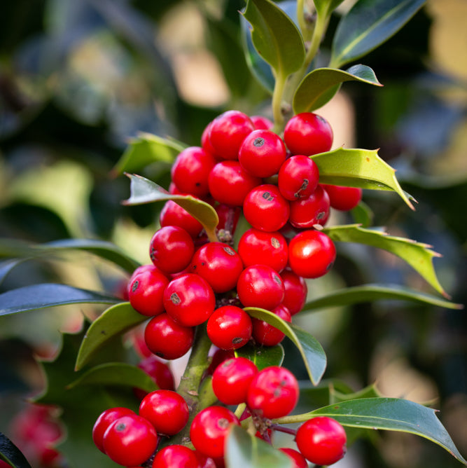 Ilex Aquifolium Alaska