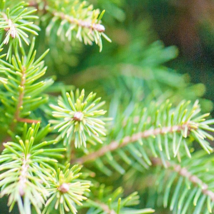 Picea Abies Excelsa