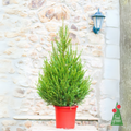 Picea Abies Excelsa