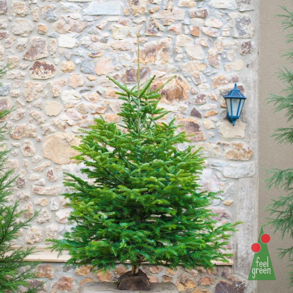 Abies Nordmanniana Copa (Pie de madera)