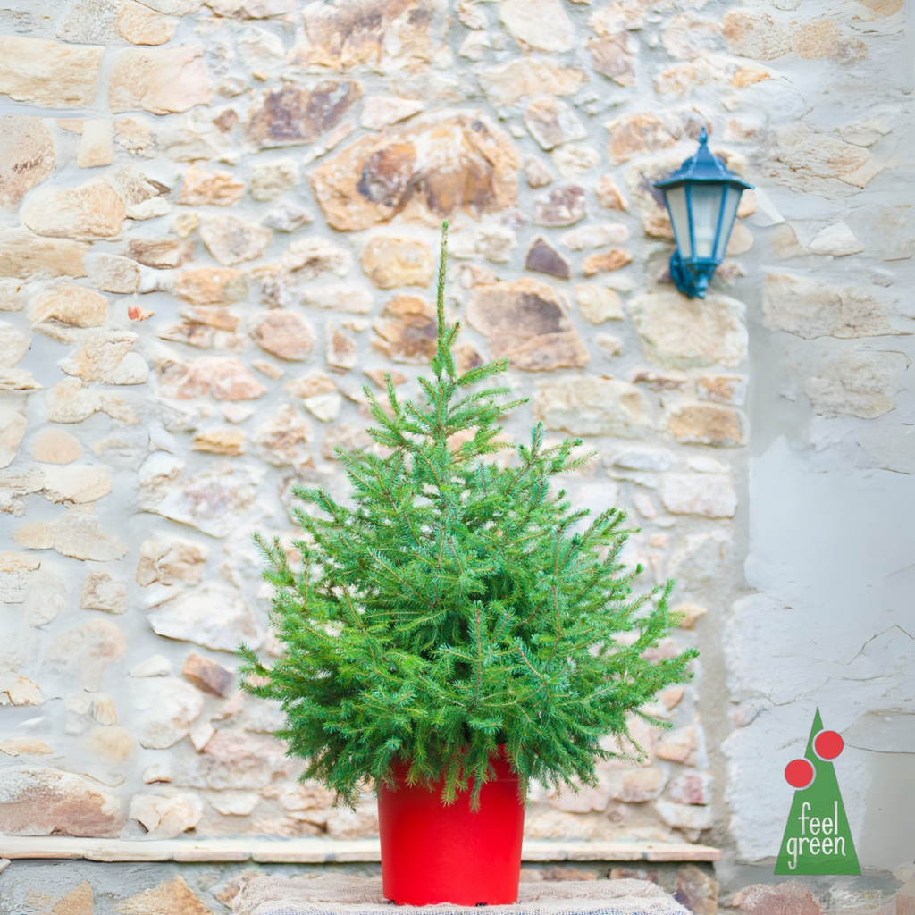 Picea Omorika