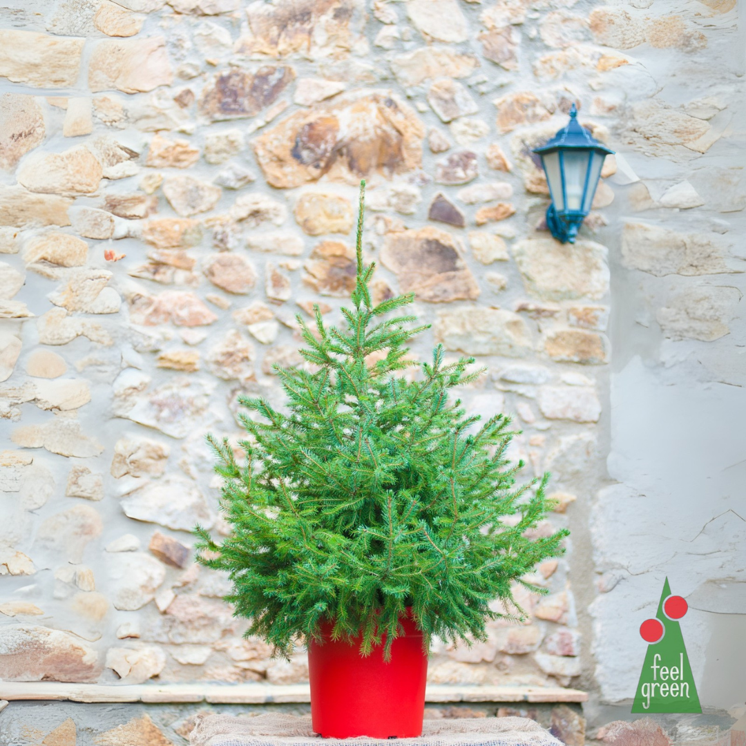 Picea Omorika