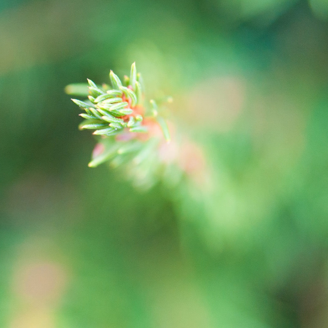 Picea Abies Excelsa copa (pie de madera)