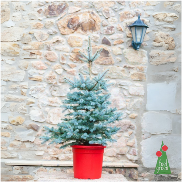 Picea Pungens Blue Diamond