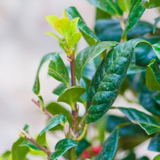 Ilex Nellie R. Stevens