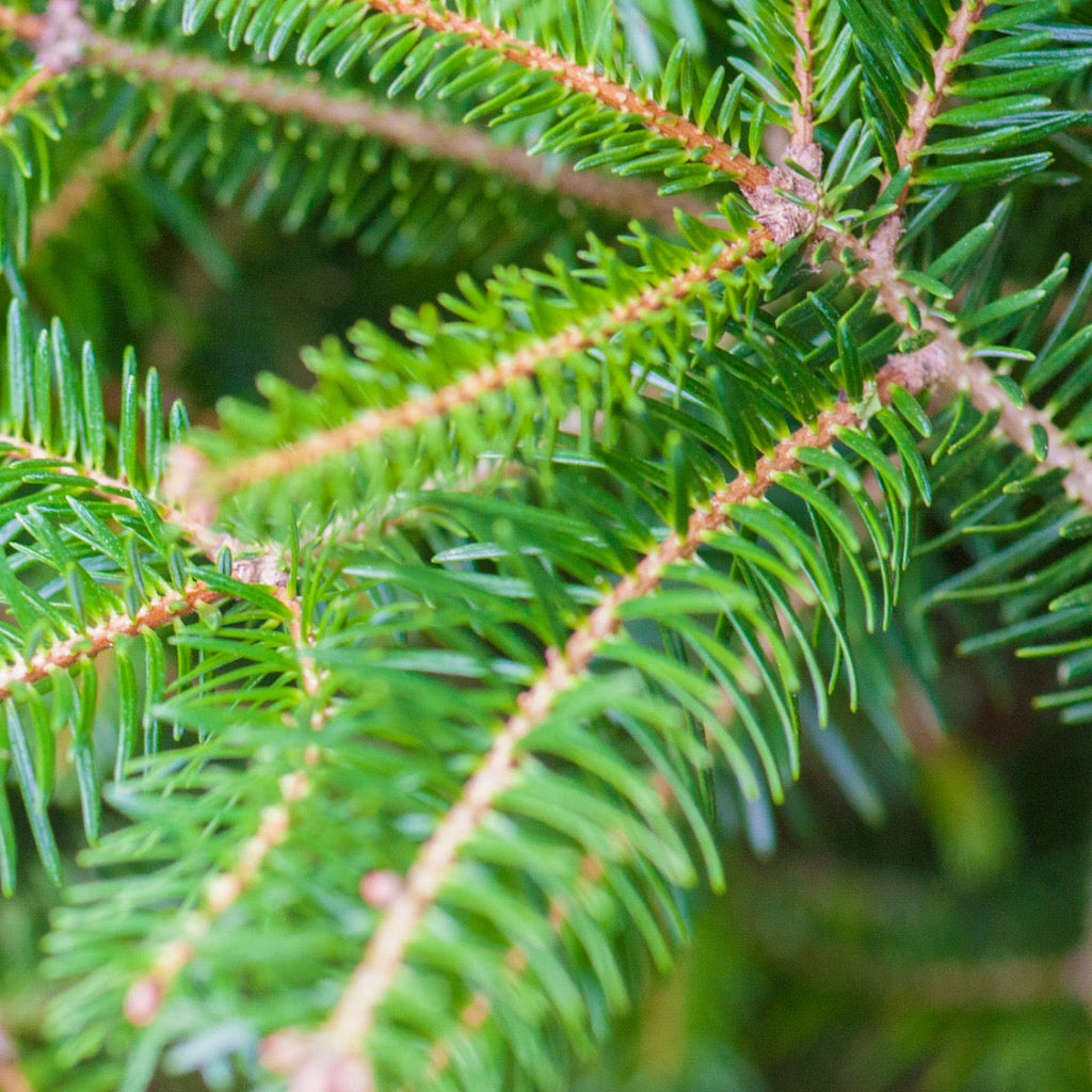 Abies Masjoani