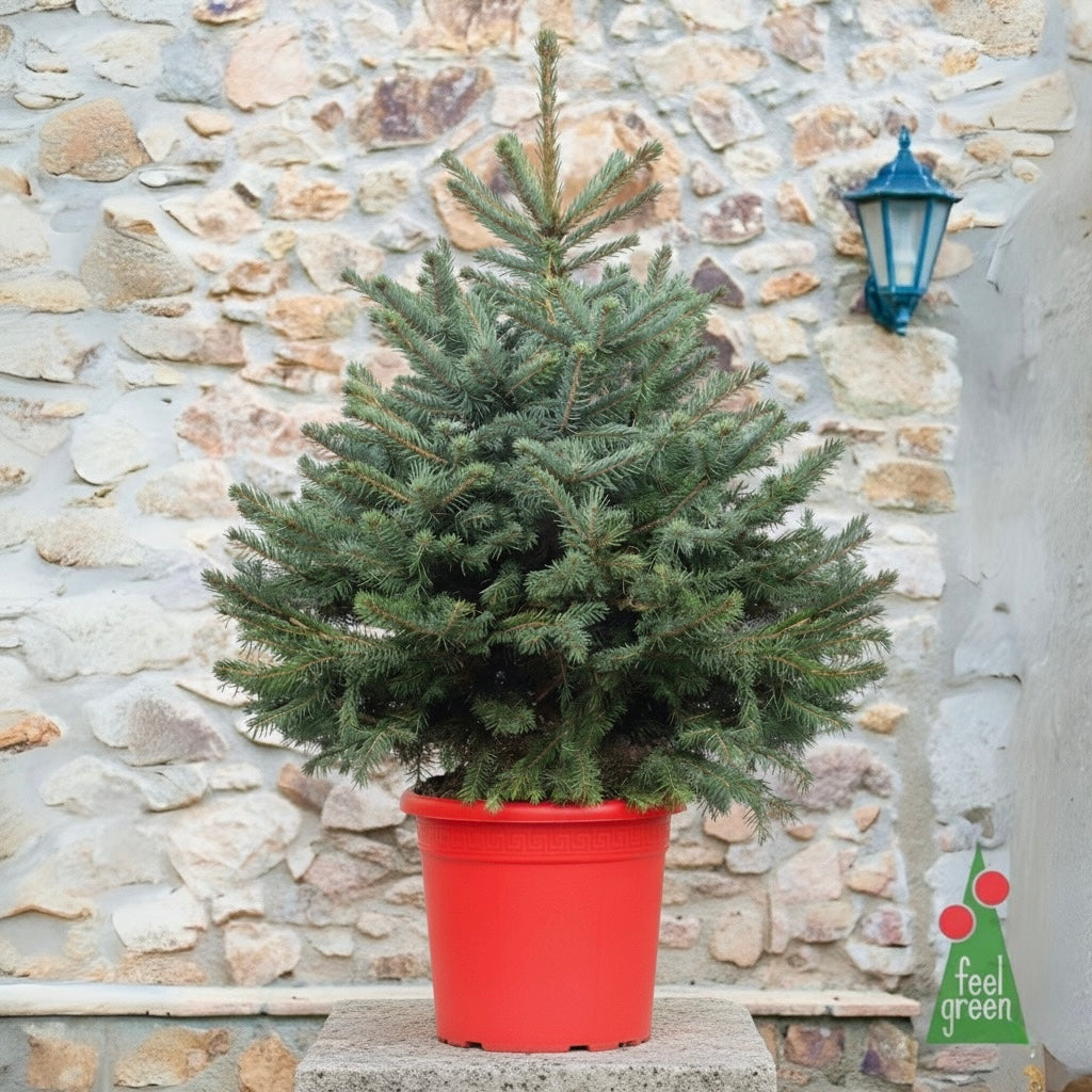 Picea Pungens Glauca