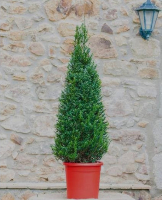 Taxus Baccata