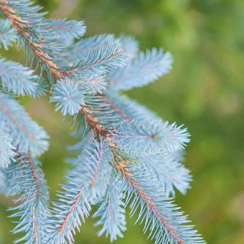 Picea Pungens Blue Diamond
