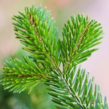 Abies Nordmanniana