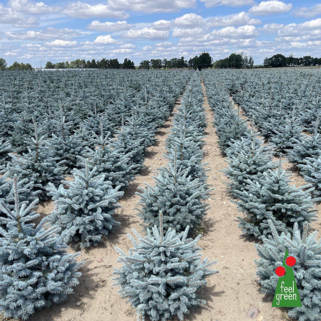 Picea Pungens Super Blue