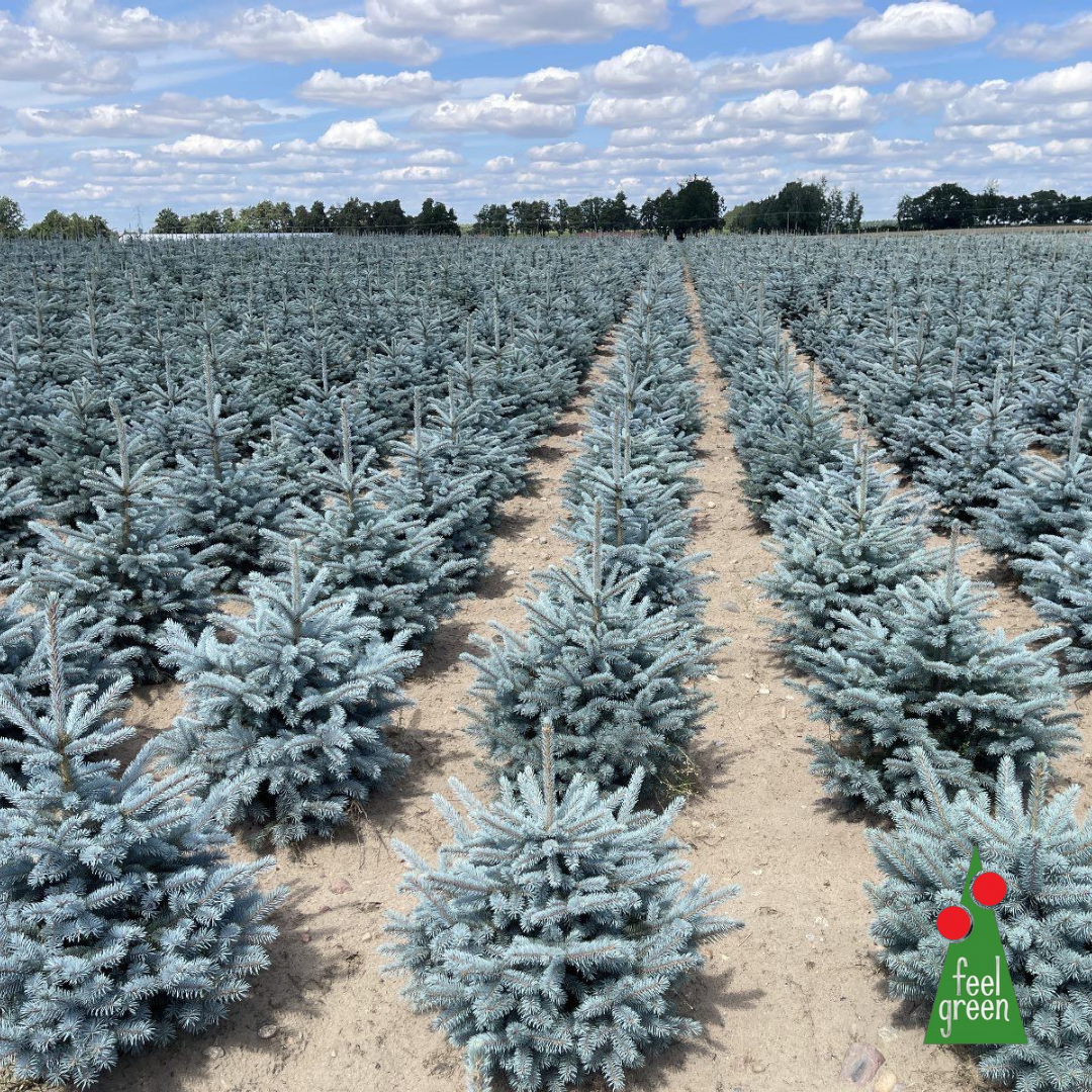 Picea Pungens Super Blue