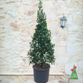 Ilex Aquifolium Pyramidalis