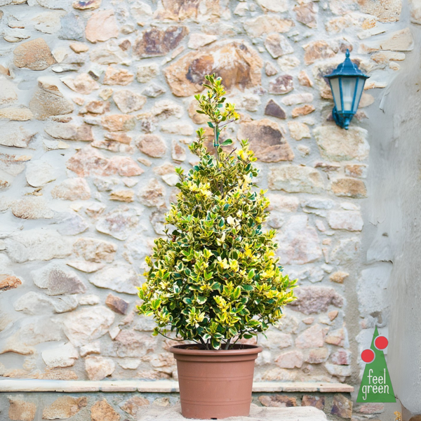 Ilex Aquifolium Madame Briot