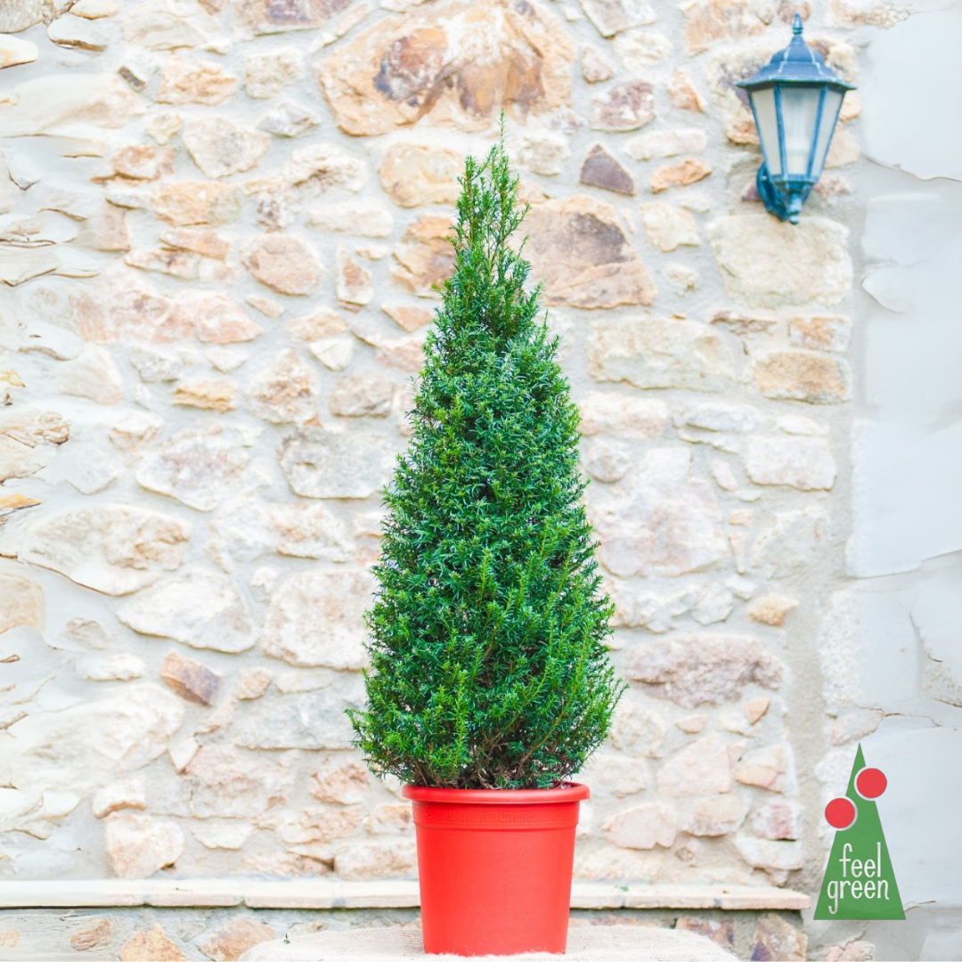 Taxus Baccata