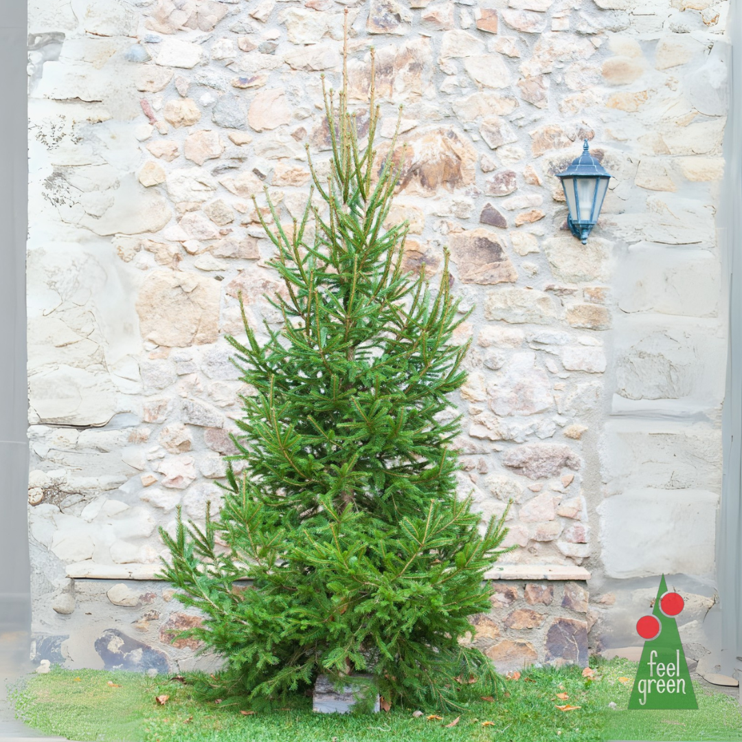 Picea Abies Excelsa copa (pie de madera)