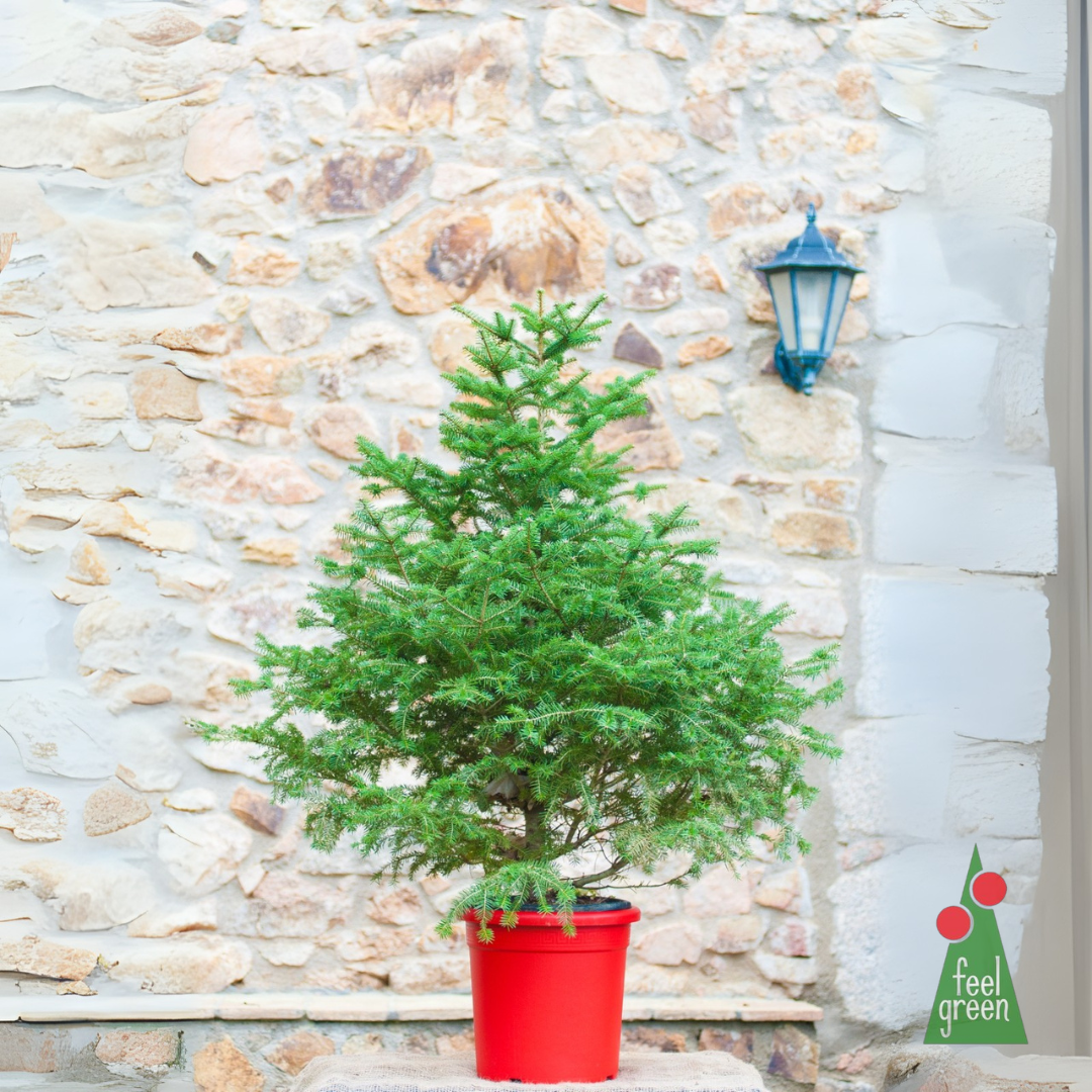 Abies Masjoani