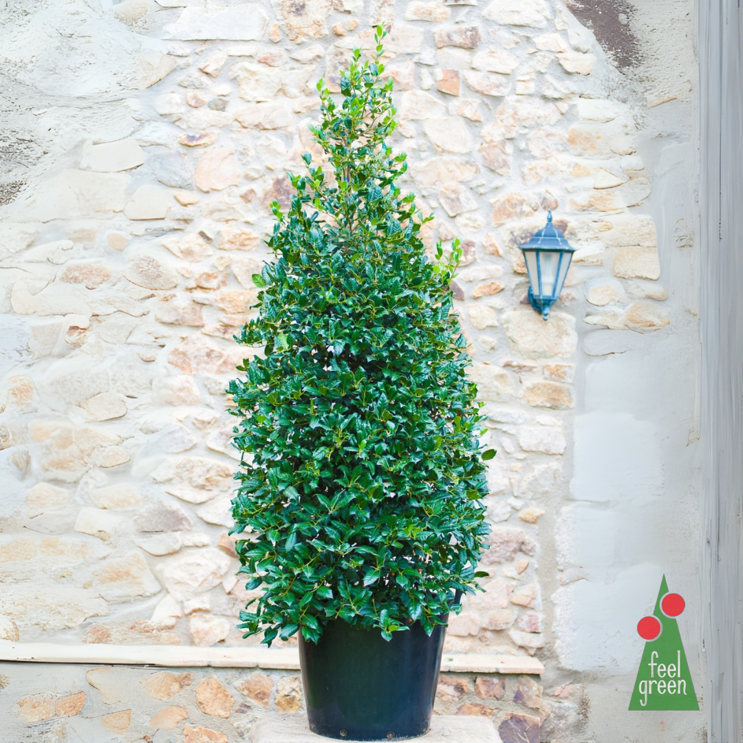 Ilex Nellie R. Stevens