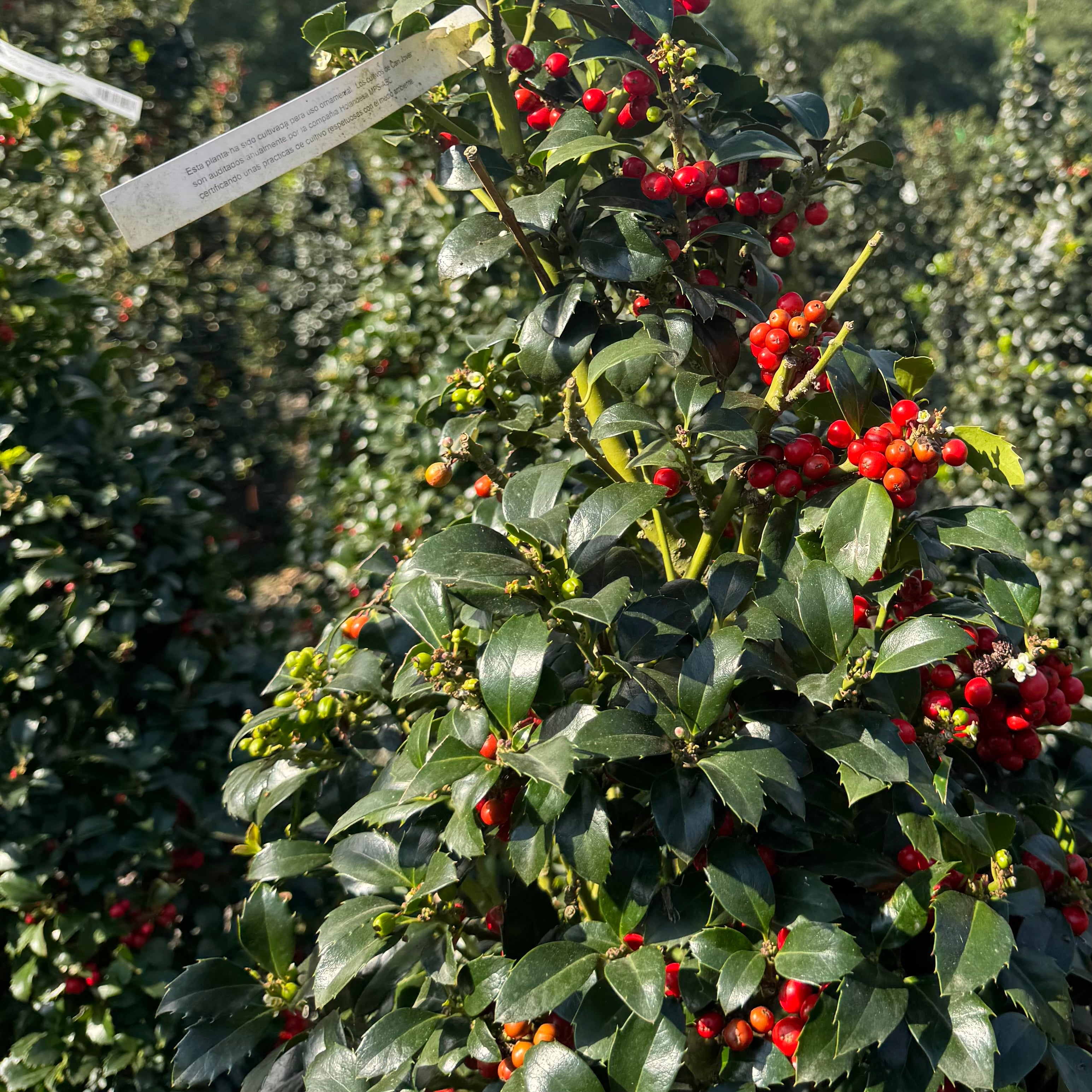 Ilex x Meserveae Heckenfee