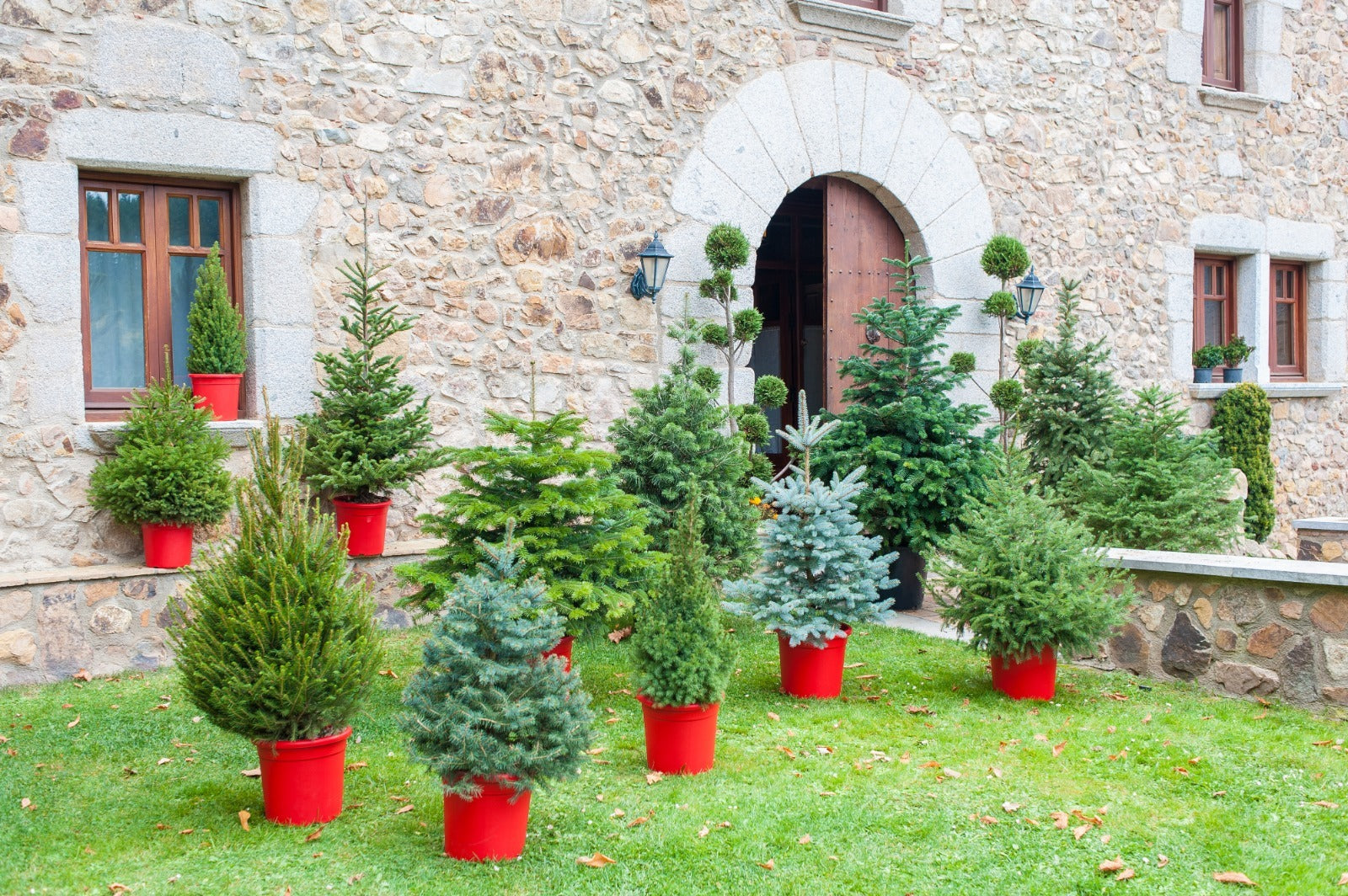 Abetos de Navidad Enraizados