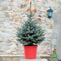Picea Pungens Super Blue