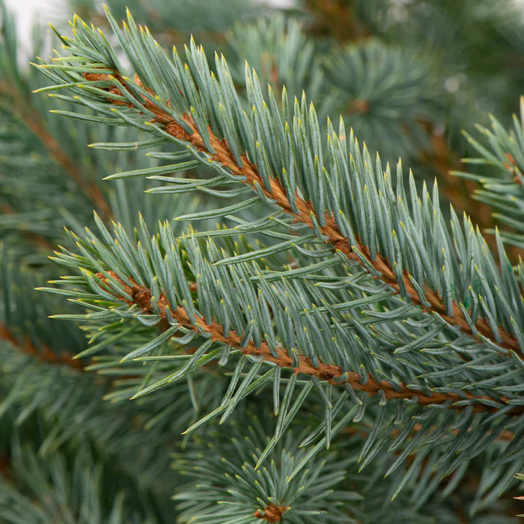 Picea Pungens Glauca