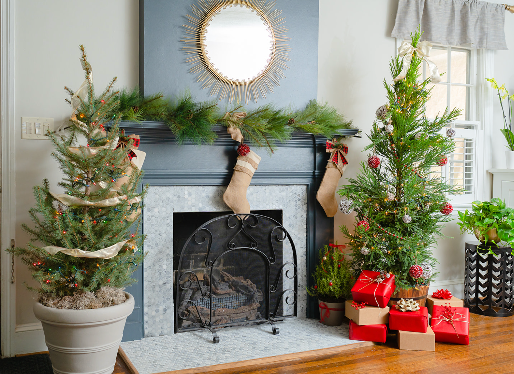 Compra tu abeto de navidad 🌲