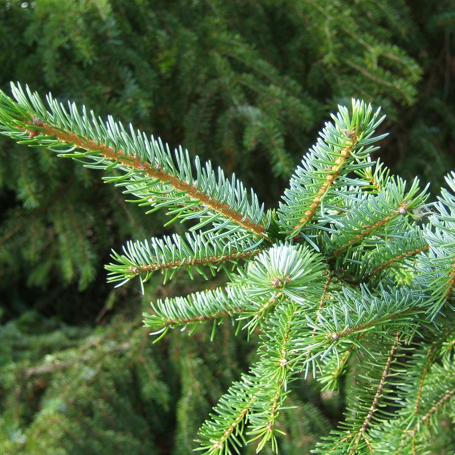 Picea Omorika