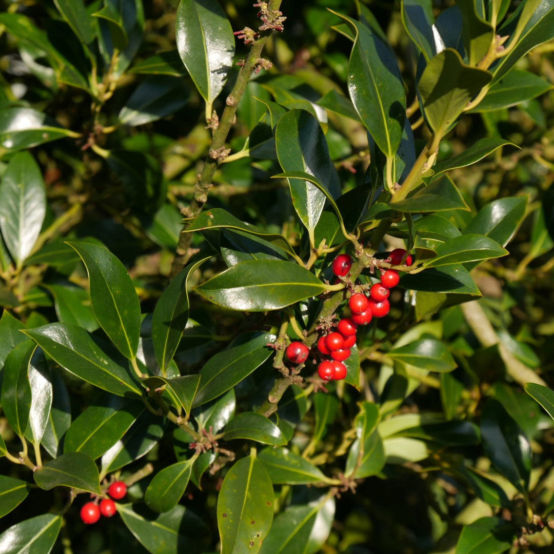 Ilex Aquifolium Pyramidalis