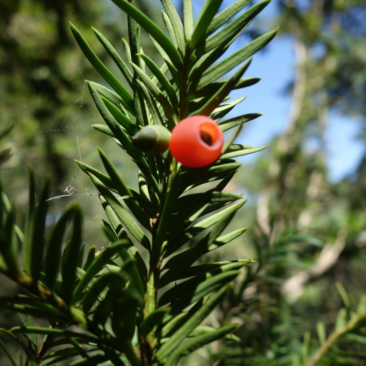 Taxus Baccata